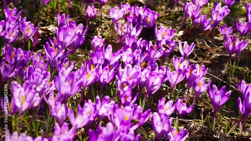 Khokholovska Chochołowska valley in the Tatras near Zakopane is famous for its crocus saffron flowers that bloom among the snows under the rocky alpine peaks. Bees buzz over fragrant spring flowers.