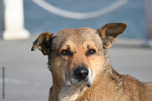Stray dogi old dog, tired dog © DRBURHAN