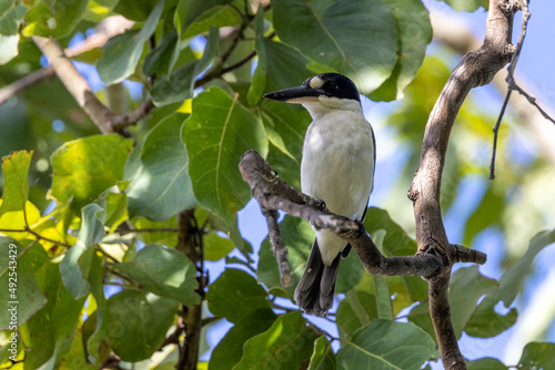Forest Kingfisher in Queensland Australia