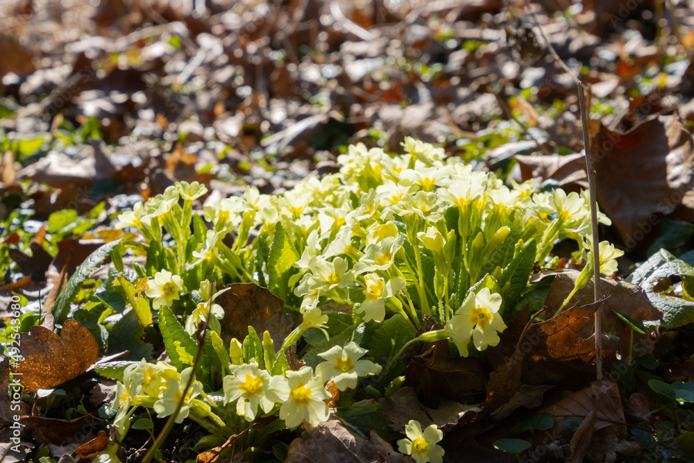 Wild Primrose growing between leaves in spring, also called Primula vulgaris Wild Primrose growing between leaves in spring, also called Primula vulgaris