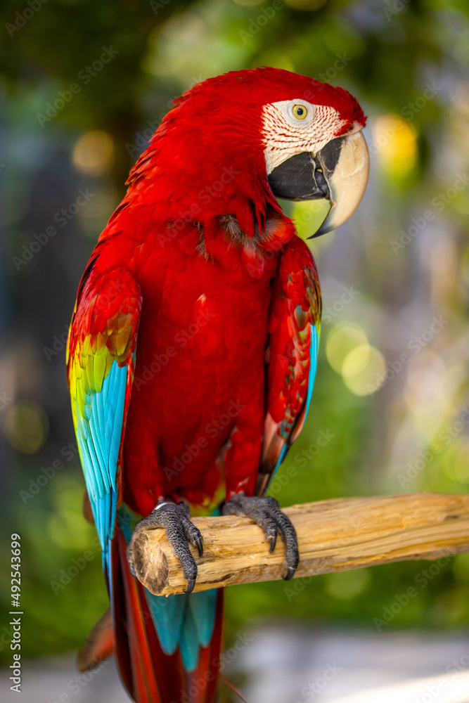Red blue macaw parrot. Colorful cockatoo parrot sitting on wooden stick. Tropical bird park. Nature and environment concept. Vertical layout. Bali