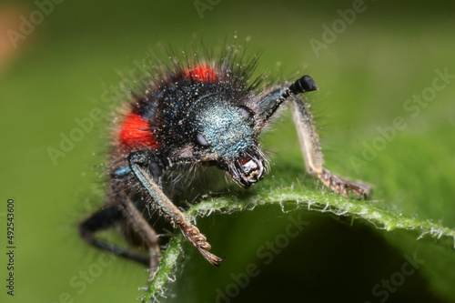 Macro frontal view of a Trichodes suturalis  photo