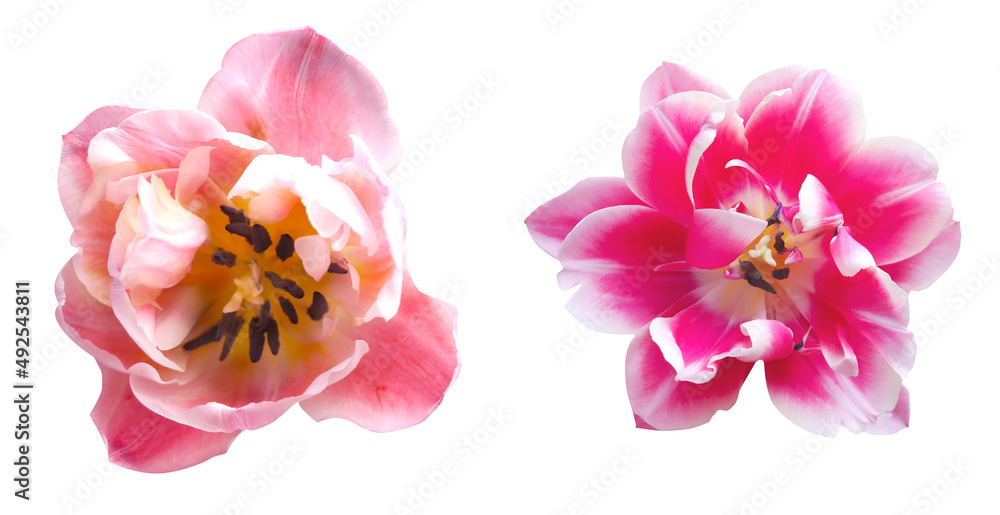 Macro photo set peony pink tulip on white isolated background