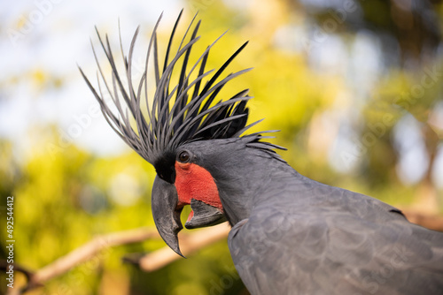 Portrait of black palm cockatoo. Tropical bird park. Nature and environment concept. Horizontal layout. Bali