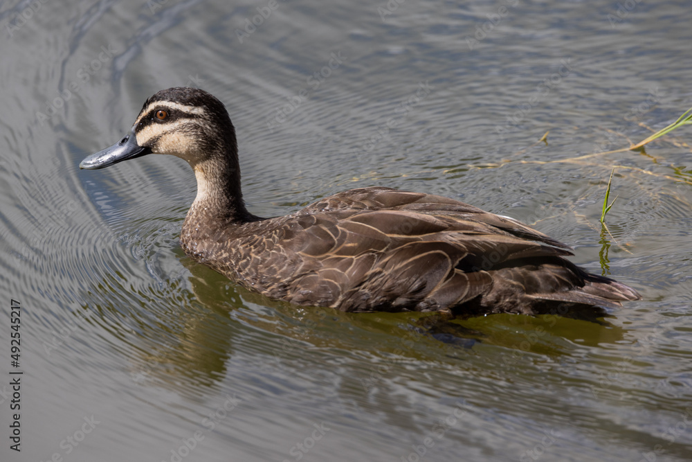 Pacific Black Duck in Queensland Australia Pacific Black Duck in Queensland Australia