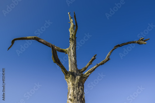 Callantsoog, the Netherlands, february 2022. Dead tree against blue sky.