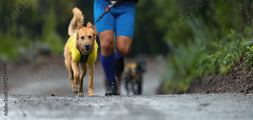 Fotografía Dog and its owner taking part in a popular canicross race