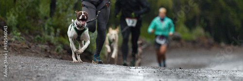 Photography Dogs and its owners taking part in a popular canicross race