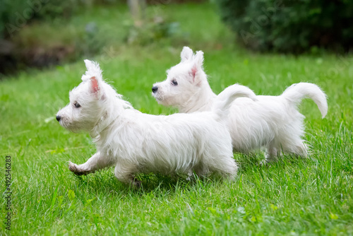 Cute West Highland White Terrier lies in the grass
