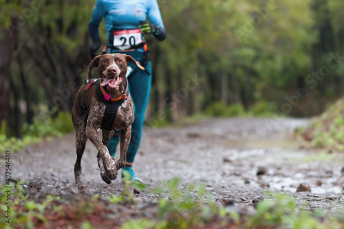Dog and its owner taking part in a popular canicross race. Canicross dog mushing race