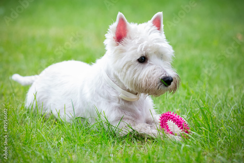 Cute West Highland White Terrier lies in the grass