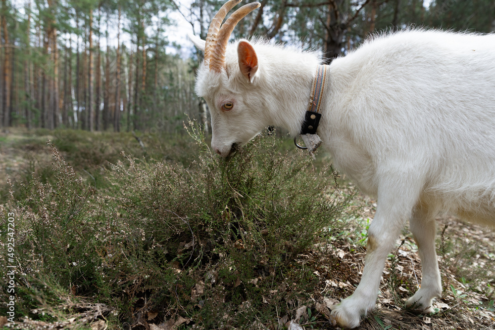Obraz premium A white goat is eating grass in a meadow