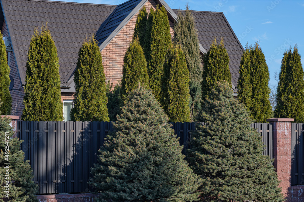 Decorative trees along the fence, as a hedge