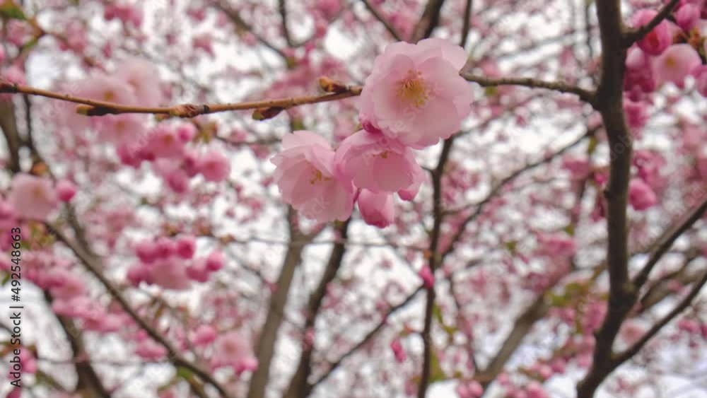 Blooming sakura during flowering season. Closeup view of tender pink flowers. Japanese cherry blossom. Calming vibes of walking in the spring park. Bokeh floral background Blooming sakura during flowering season. Closeup view of tender pink flowers. Japanese cherry blossom. Calming vibes of walking in the spring park. Bokeh floral background