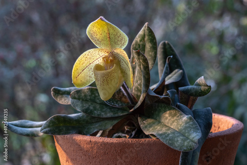 Closeup view of lady slipper orchid paphiopedilum concolor striatum (species) in clay pot with bright yellow flower in morning sunlight on natural background photo