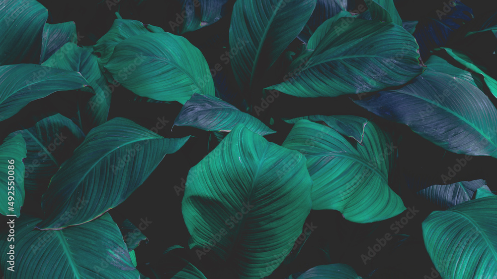 Fototapeta premium Full Frame of Spathiphyllum cannifolium Pattern Background, Nature Lush Foliage Leaf Texture.