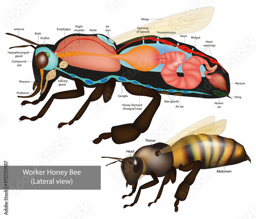 Structure of the Worker honeybee. Lateral view. Anatomy of bee with inner organs educational scheme vector illustration. Vector