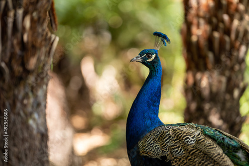 Wallpaper Mural Close up of a peacock bird at a zoo in melbourne Australia. Torontodigital.ca