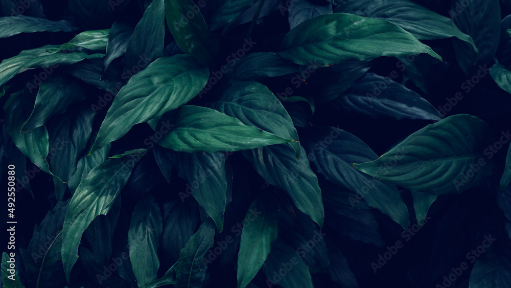 Fototapeta premium Full Frame of Green Leaves Pattern Background, Nature Lush Foliage Leaf Texture.