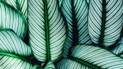 Handdoek met foto Koraalgroen Donkere tropische bladeren close-up  © Nabodin