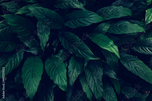 Full Frame of Green Leaves Pattern Background  Nature Lush Foliage Leaf  Texture.