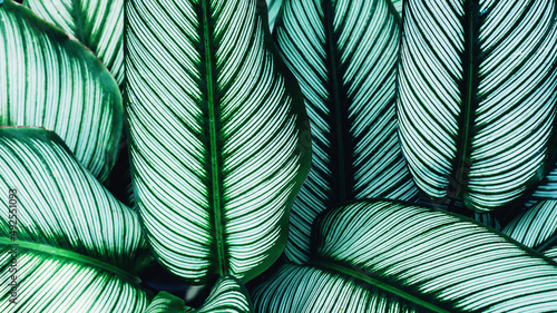 closeup nature view of tropical leaves background  dark nature concept