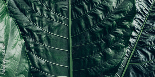 abstract green leaf texture, nature background, tropical leaf