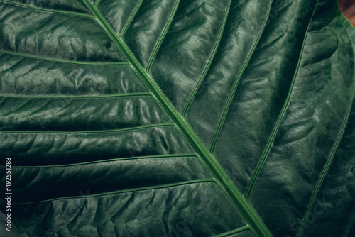 feathers background
