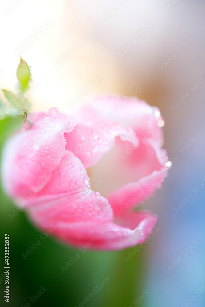 Fresh spring tulip flowers with water drops
