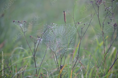 Spider web on meadow flowers in the morning mist and sunrise