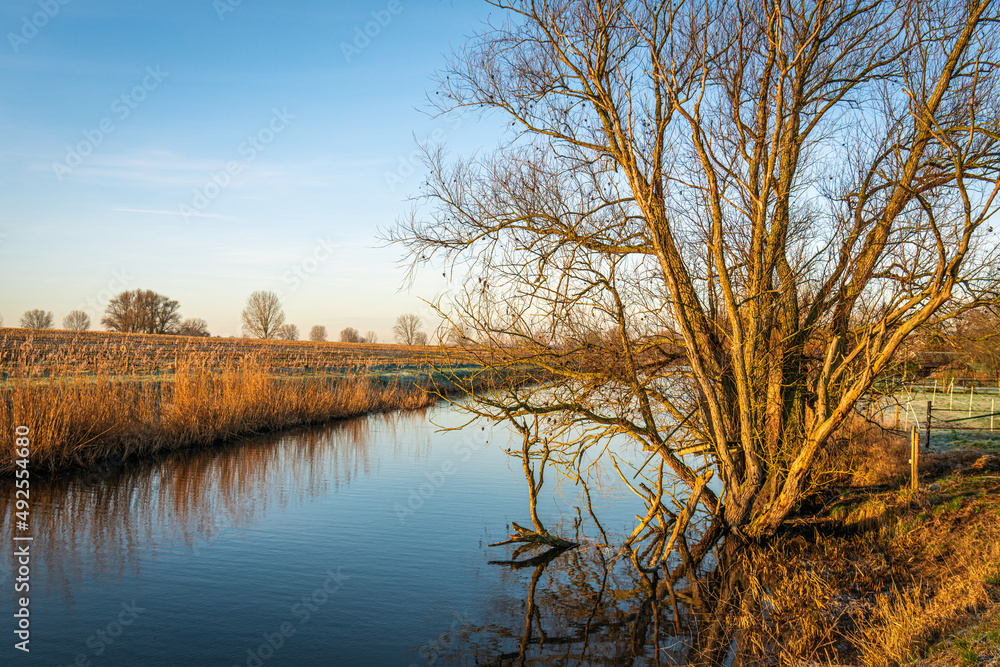 Tree with bare branches at the edge of a stream in the Dutch province of North Brabant. It is a sunny day in the winter season.