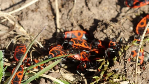 Wallpaper Mural  Paarung der Gemeinen Feuerwanze (Pyrrhocoris apterus) Torontodigital.ca