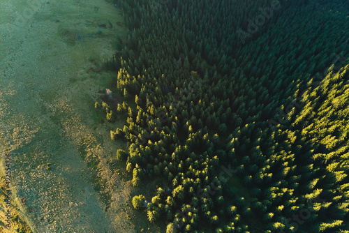Aerial view of dark mixed pine and lush forest with green and yellow trees canopies in autumn mountain woods