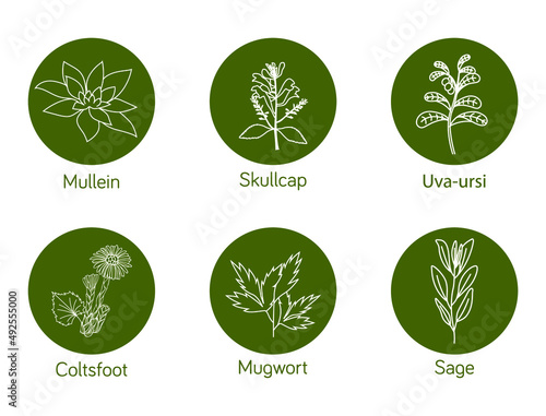 Smokable Plants and herbs icon set  uva ursi, skull cap, mullein, coltsfoot, mugwort, sage vector illustration line art