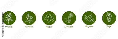 Smokable Plants and herbs icon set  uva ursi, skull cap, mullein, coltsfoot, mugwort, sage vector illustration