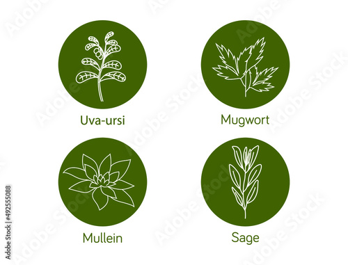 Smokable Plants and herbs icon set  uva ursi, mullein, mugwort, sage vector illustration