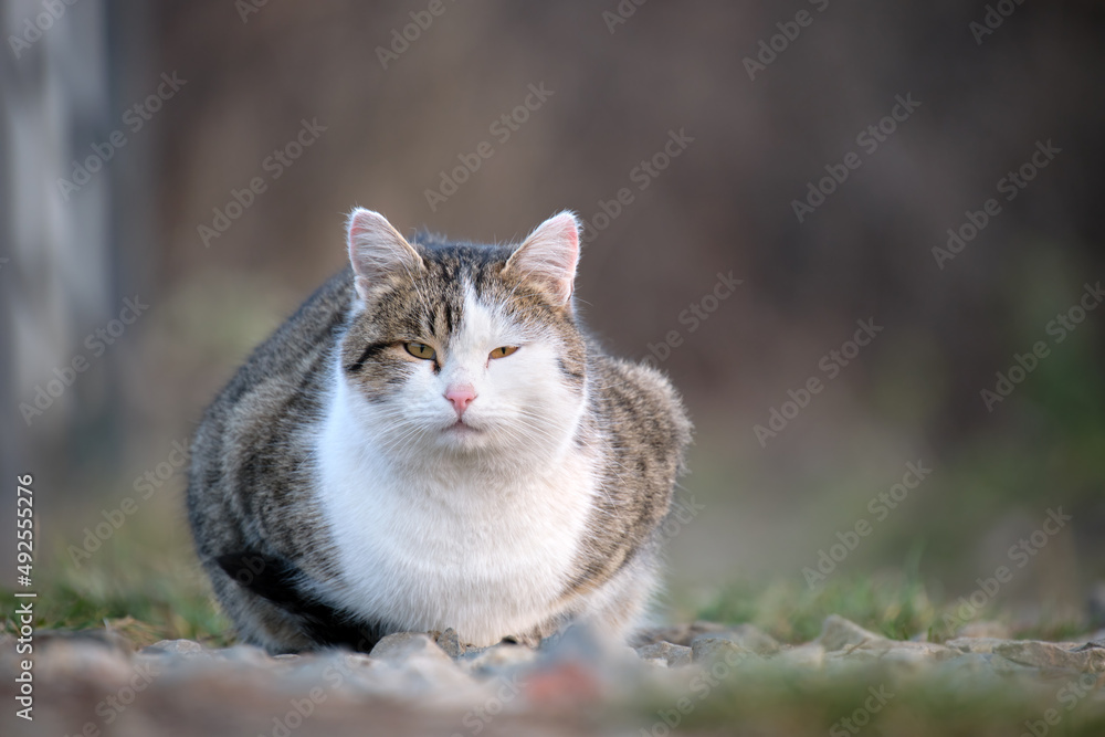 Big white and gray cat resting on steet outdoors