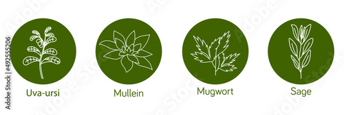 Smokable Plants and herbs line art icon set  uva ursi, mullein, mugwort, sage vector illustration