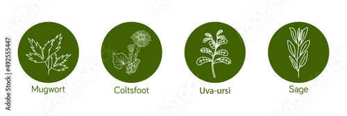 Smokable Plants and herbs icon set  uva ursi, coltsfoot, mugwort, sage