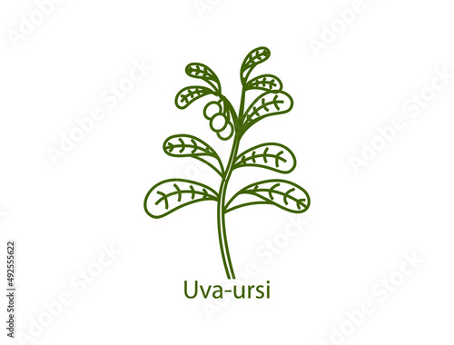 uva ursi smokable plant line art icon vector illustration  