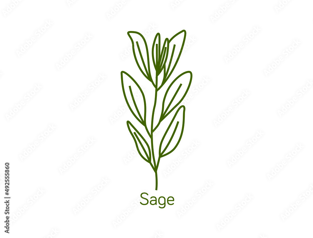 sage smokable plant line art icon vector illustration sage smokable plant line art icon vector illustration