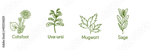 Smokable Plants and herbs icon set line art uva ursi, coltsfoot, mugwort, sage vector illustration