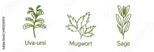 Smokable Plants and herbs icon set line art uva ursi, mugwort, sage vector illustration