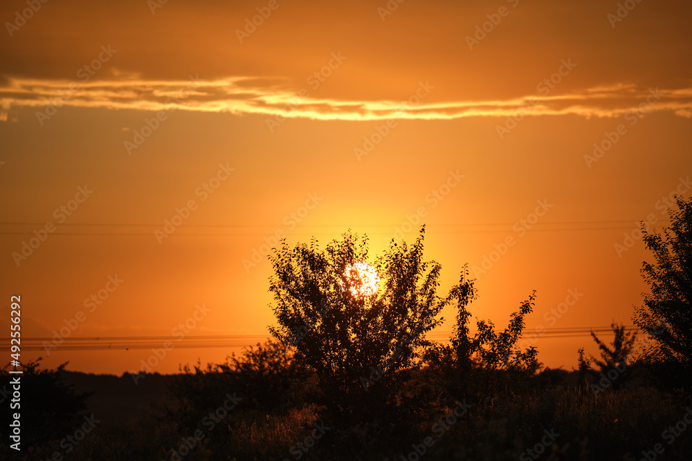 Dark foliage of small trees and bush against bright colorful sunset sky with vivid clouds illuminated with setting sun light