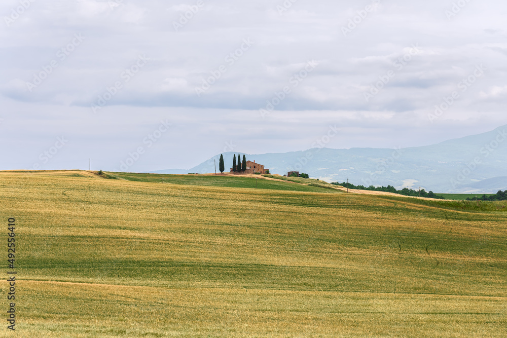 Typical Tuscany landscape with farmhouse and cultivated yellow and green field. Val d'Orcia, Italy