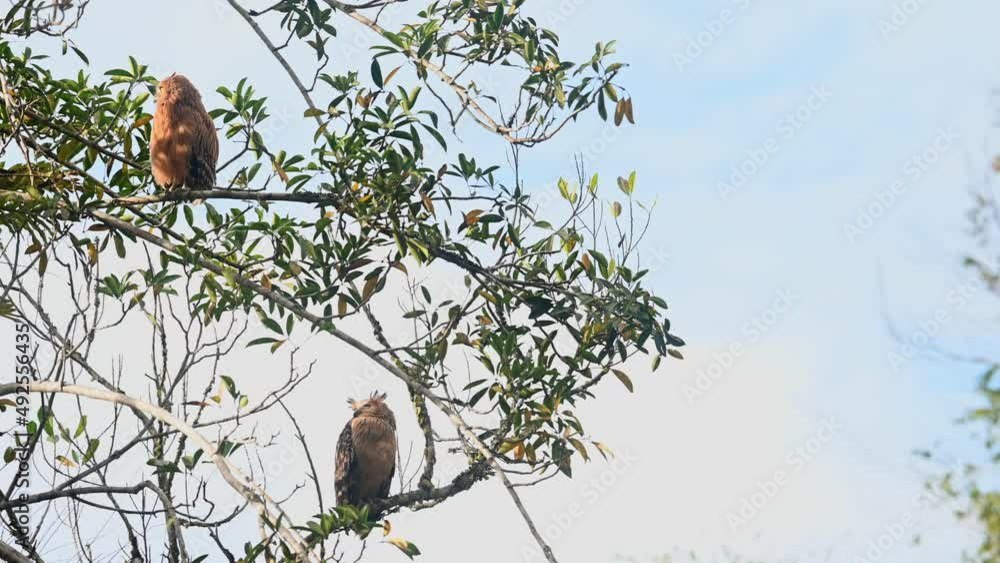 The fledgling on top moves to the left as it looks around while the mother owl below looks up, Buffy Fish Owl Ketupa ketupu, Khao Yai National Park, Thailand. The fledgling on top moves to the left as it looks around while the mother owl below looks up, Buffy Fish Owl Ketupa ketupu, Khao Yai National Park, Thailand.