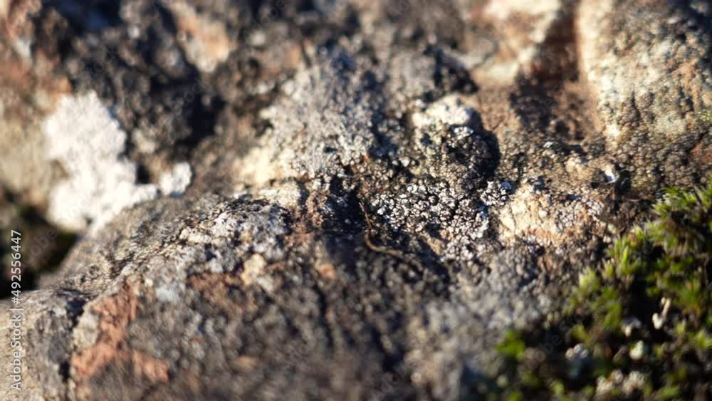 Moss Rock with Lichen Macro Sunset shot Moss Rock with Lichen Macro Sunset shot