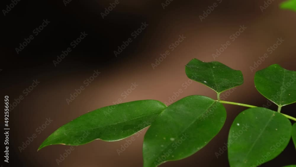 Perched on top of a leaf moving with some forest wind then it flies forward, Heliocypha biforata, Chlorocyphidae, Khao Yai National Park, Thailand. Perched on top of a leaf moving with some forest wind then it flies forward, Heliocypha biforata, Chlorocyphidae, Khao Yai National Park, Thailand.