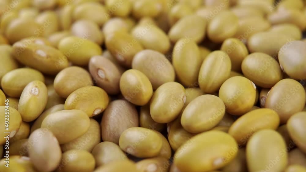 Uncooked peruvian bean falling in slow motion. Mayocoba grains. Macro. Rotation. Dry Canary legumes Uncooked peruvian bean falling in slow motion. Mayocoba grains. Macro. Rotation. Dry Canary legumes