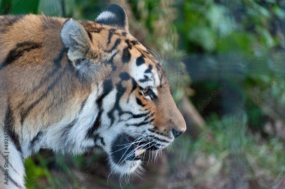 Fototapeta premium 旭山動物園にて横顔
